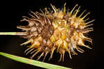 Squarrose sedge